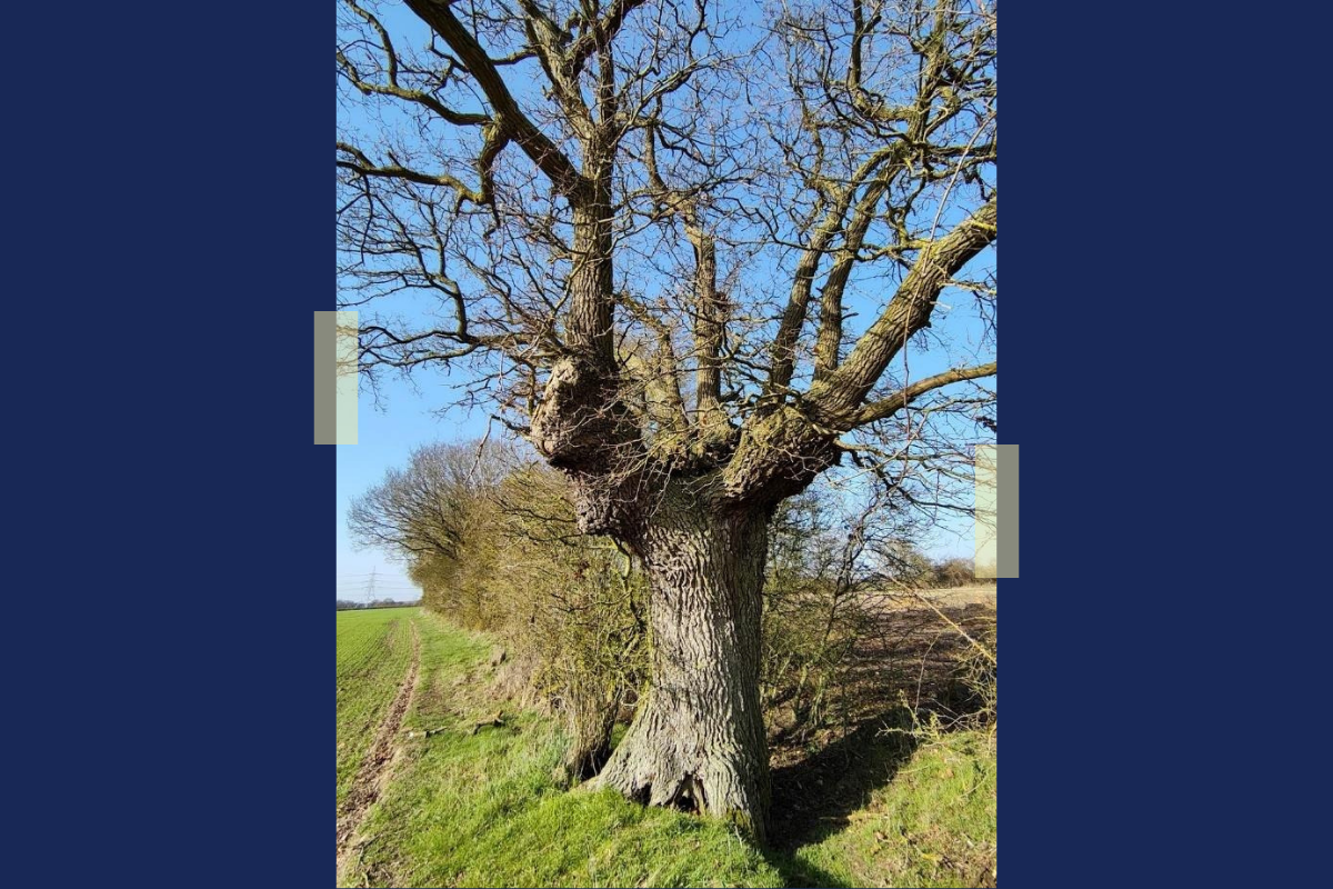 Veteran pollard oak on the site boundary